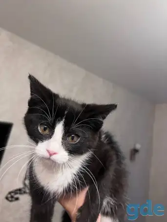Котёнок в дар, фотография 2