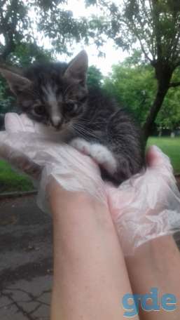 Котята даром, фотография 5