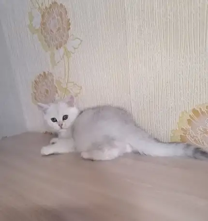 Британский котёнок, фотография 2