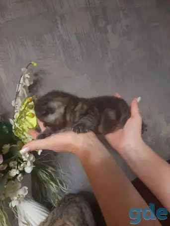 котята шотландские (страйт,фолд), фотография 4