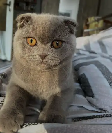 Шотландские котята, фотография 6