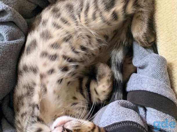 Чистокровный бенгальский котёнок 3 месяца, фотография 5