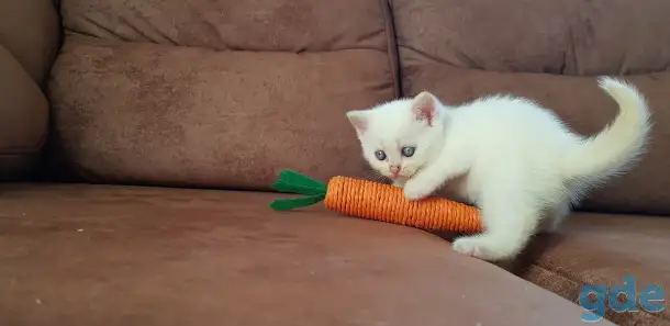 Котята шотландской прямоухой, фотография 3