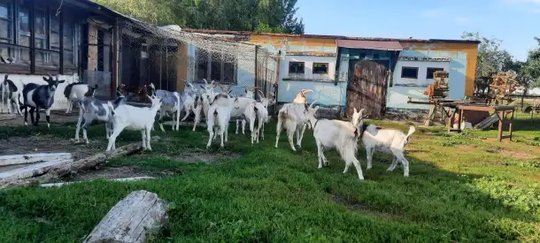 Продам коз, козлов, козлят, фотография 1