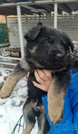Продам щенка немецкой овчарки, фотография 3