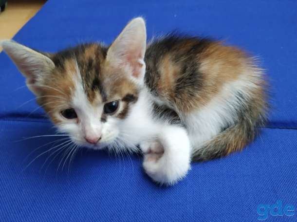 Отдам котят в хорошие руки, фотография 3
