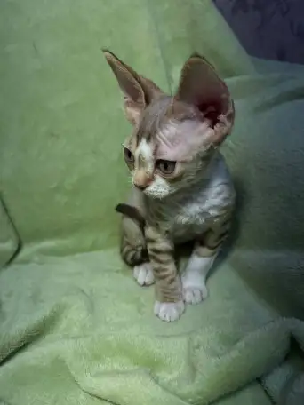 Котенок ДевонРекс, фотография 3