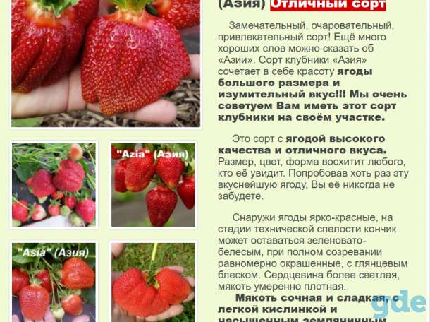Саженцы клубники по технологии фриго, фотография 6