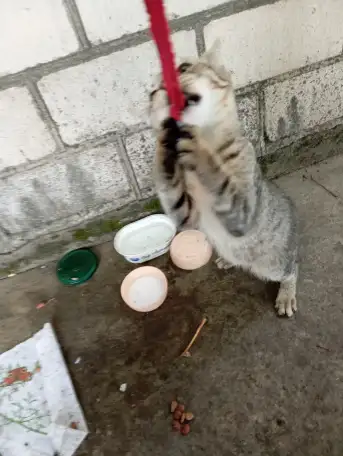 Котенок в дар, фотография 2