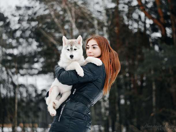 Продам щенков хаски с родословной, фотография 5