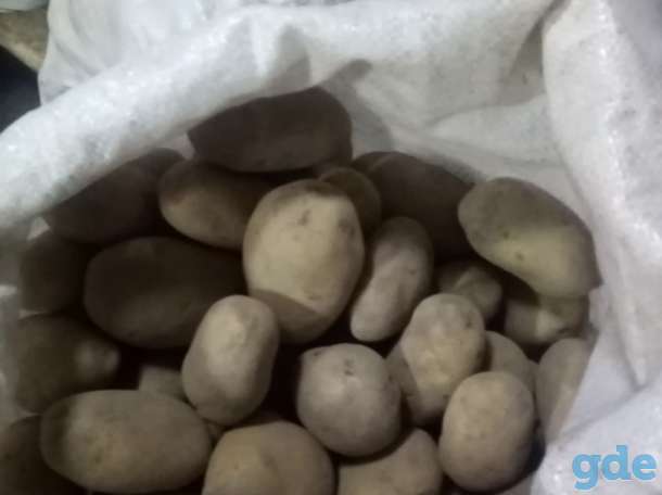 Продам картошку 0,25 руб. за 1 кг, фотография 2