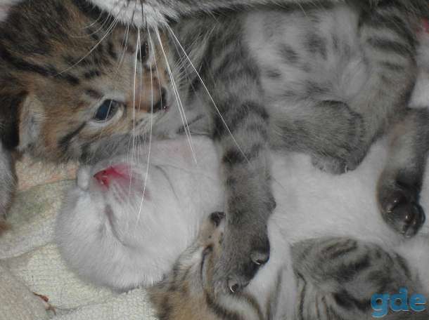Котята от кошки породы 