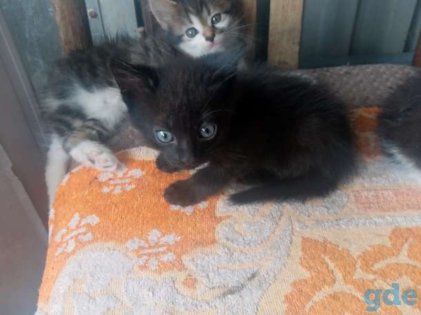 Котята в добрые руки!, фотография 2