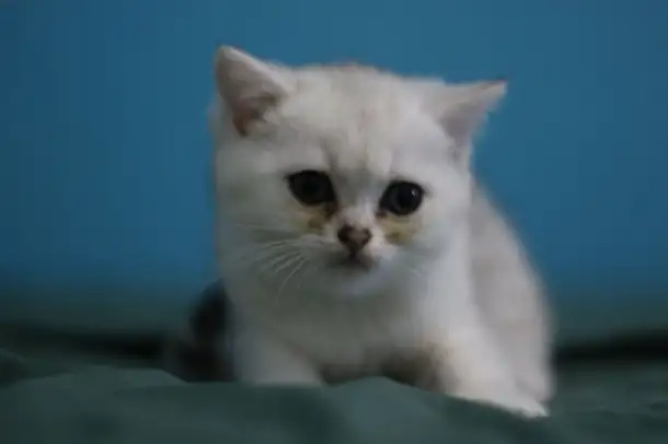 Шотландские котята, фотография 10