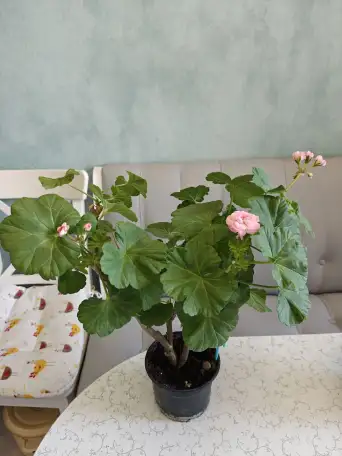 Розебудные цветущие герани Antique Rose - 15 и 22 рублей, фотография 8
