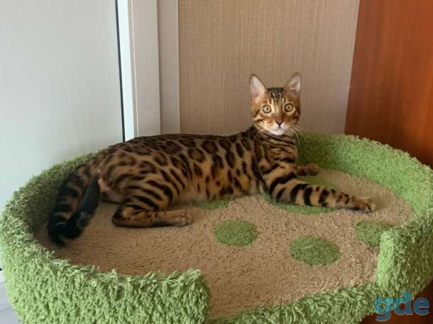 Бенгальские котята, фотография 5