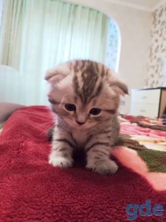 Шотландский вислоухий котенок, фотография 4