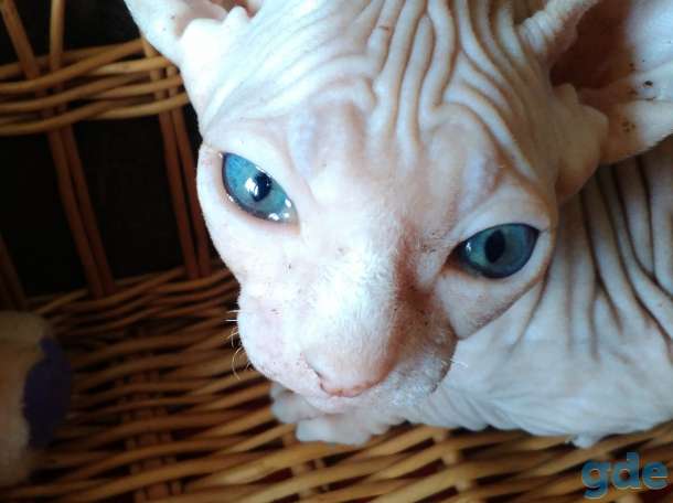 Котята сфинкса, фотография 1