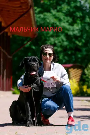 Подрощенные щенки породы Кане Корсо, фотография 1