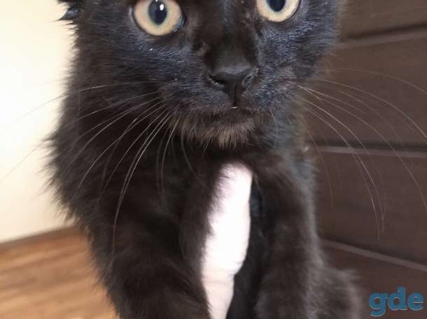 Милые котята, фотография 4