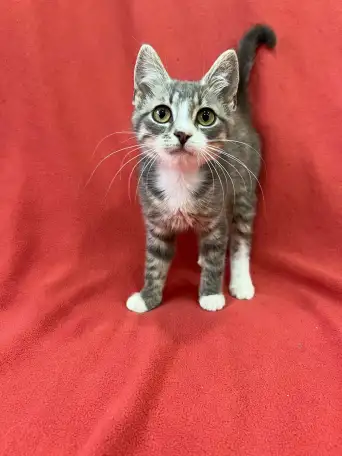 Котята 3-4 месяца, фотография 2
