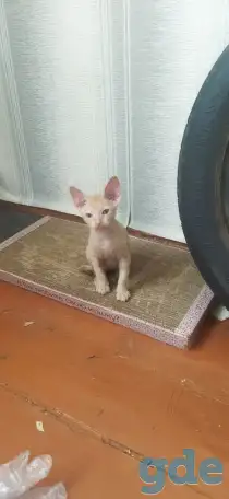 Котята сфинкс, фотография 1