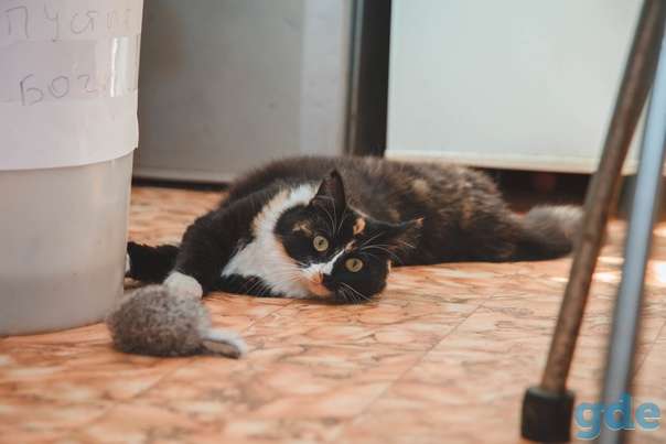 Кошечка ищет дом, фотография 2