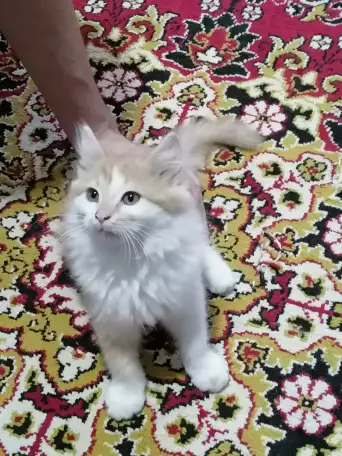 Красивый мальчик, фотография 2