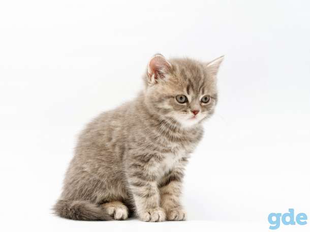 Британская короткошерстная, фотография 4