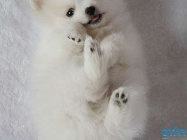 Померанский шпиц-мини мальчик, фотография 5