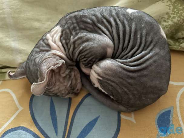 Котёнок сфинкс Эльф мальчик, фотография 2