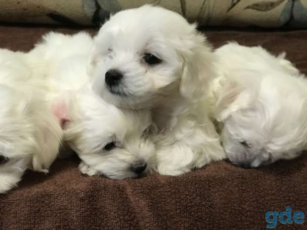 Очаровательные щенки Мальтийской болонки (Мальтезе), фотография 3