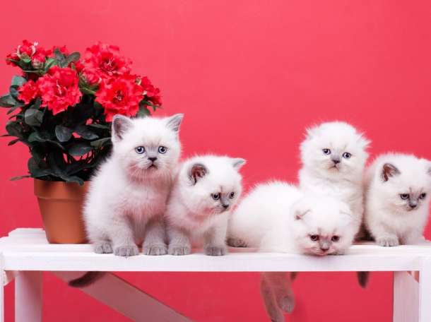 Британские котята редкого окраса поинт блю, фотография 4