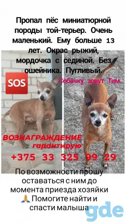 Пропала собака, фотография 2