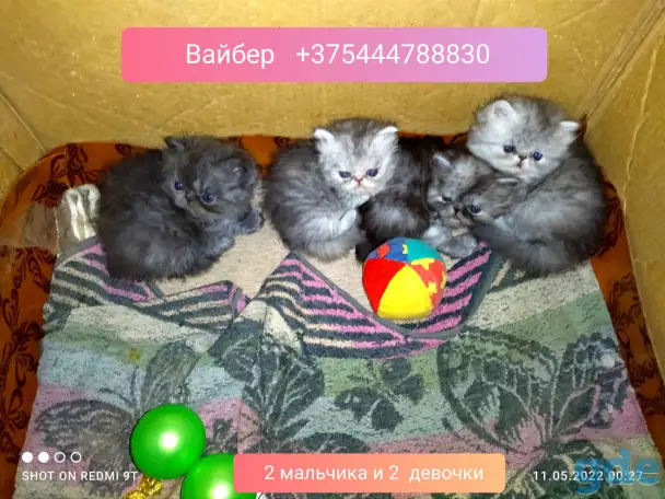 Персидские котята Экстремального типа чистокровные. Персы., фотография 1