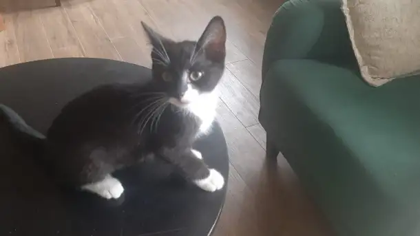 Отдам котят в хорошие руки, фотография 1