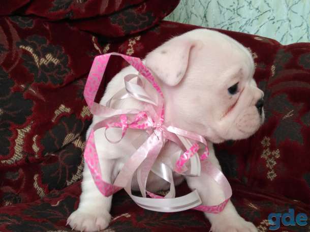 Шикарные Девочка и Мальчик French Bulldogi, фотография 2