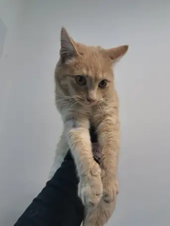 Кот ВАСИЛИО ищет дом, фотография 2