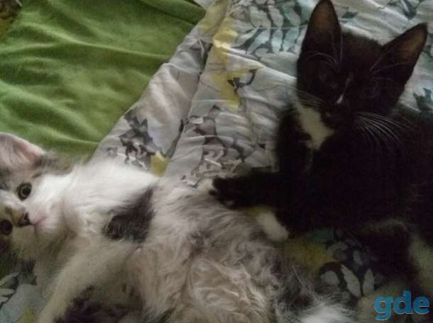 Котята ищут своего хозяина, фотография 2