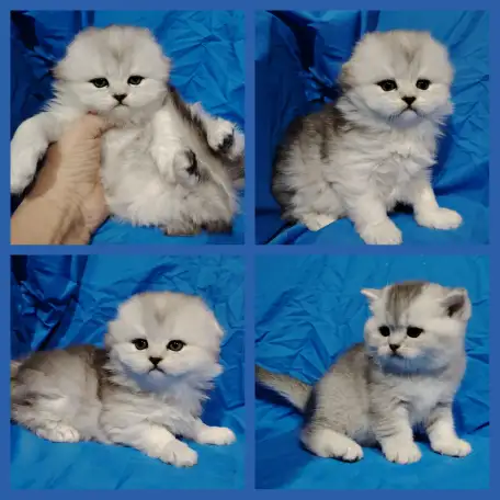 Шотландские котята., фотография 1