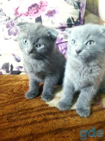 Продам котят, фотография 4