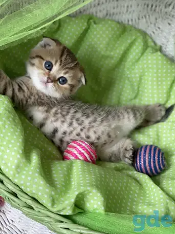 Шотландские котята ЗОЛОТАЯ ШИНШИЛЛА, фотография 8