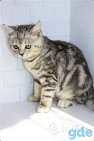 Британский котенок окраса табби, фотография 4