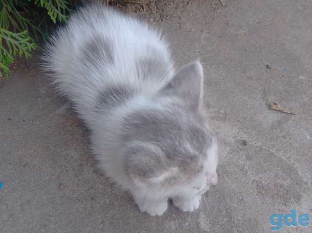 КОТЯТА, фотография 4