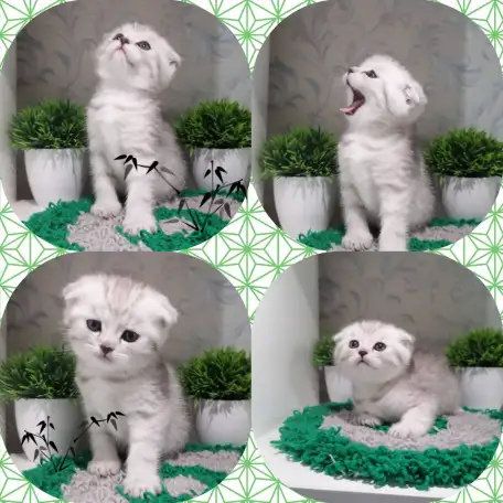 продажа котят, фотография 3