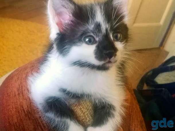 Котенок в добрые руки, фотография 1