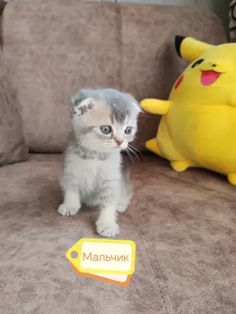 Котята, шотландские и британские., фотография 1