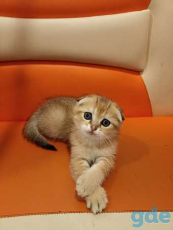 Шотландские котята, фотография 1
