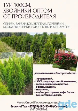 ТУИ, Хвойники, Рассада цветов оптом от производителя., фотография 2