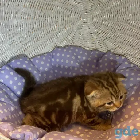 Продажа шотландских котят, фотография 6
